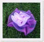 robijn   5,-euro * 468 x 449 * (72KB)